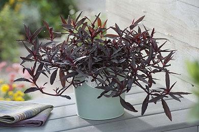 《塞尔达传说：智慧的再现》确认林克可操控